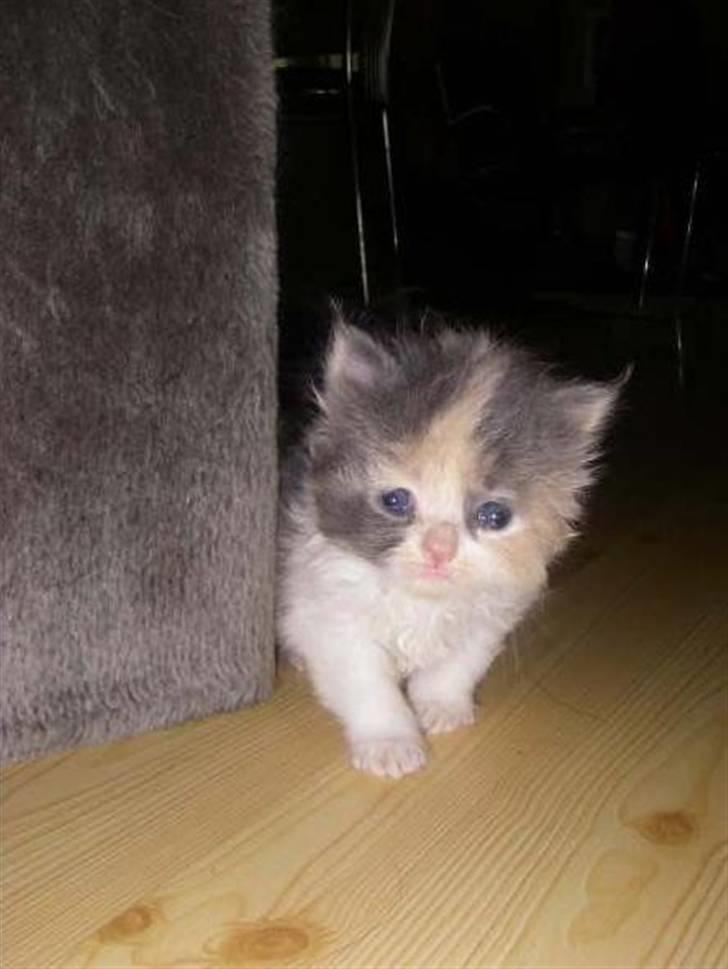 Blanding af racer Cirkeline - Baby Cirkeline :) billede 14