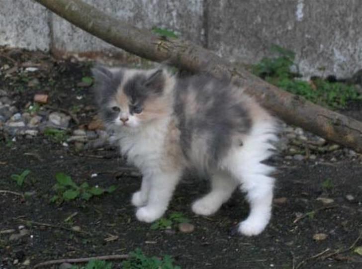 Blanding af racer Cirkeline billede 15