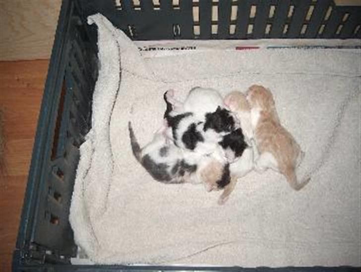 Norsk Skovkat Guldfossens Bertha billede 9