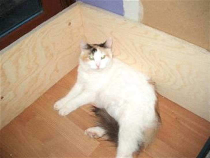 Norsk Skovkat Guldfossens Bertha billede 10