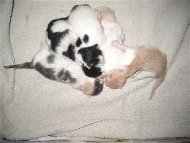 Norsk Skovkat Guldfossens Bertha billede 11