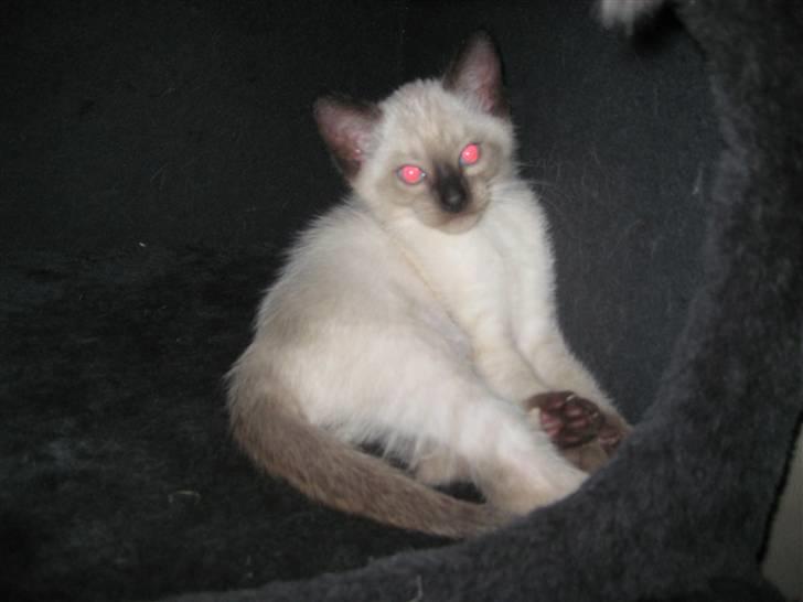 Siameser Victoria af Hessgade billede 6