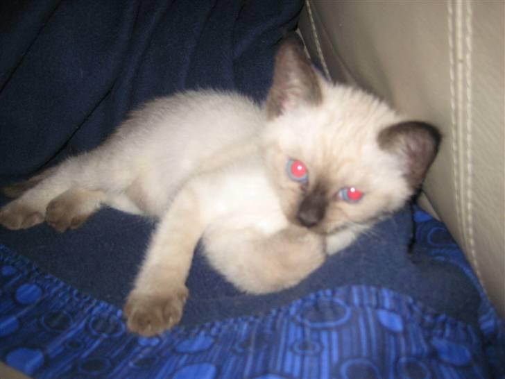 Siameser Victoria af Hessgade billede 7