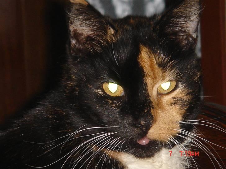 Huskat Mille (død 2006) - 15 år. billede 1