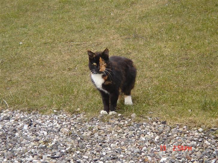 Huskat Mille (død 2006) - stiller pænt op for fotografen. billede 2