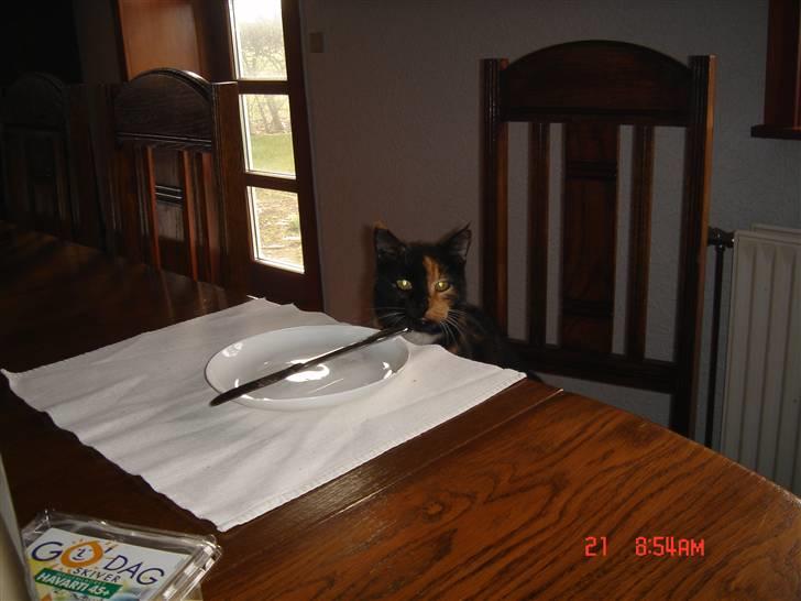 Huskat Mille (død 2006) - venter på der bliver serveret  :P billede 3