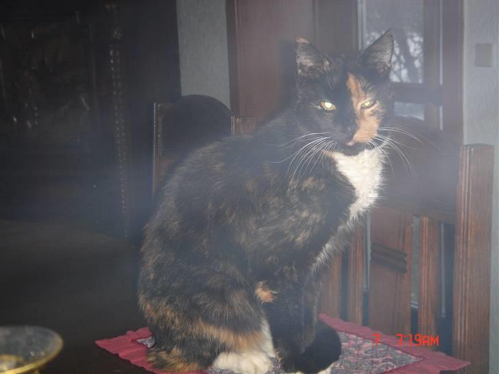 Huskat Mille (død 2006) billede 4