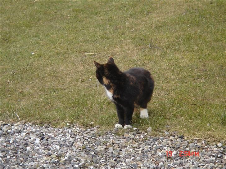 Huskat Mille (død 2006) billede 5