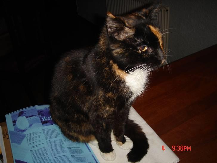 Huskat Mille (død 2006) billede 6