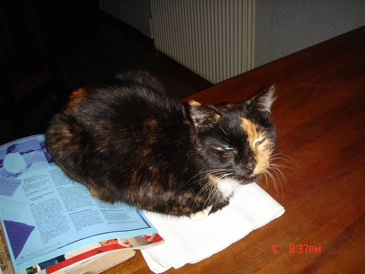 Huskat Mille (død 2006) billede 7