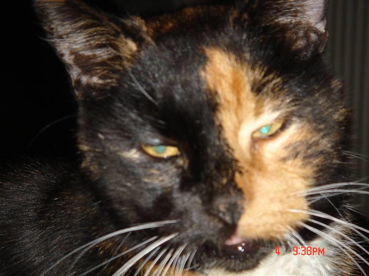 Huskat Mille (død 2006) billede 8