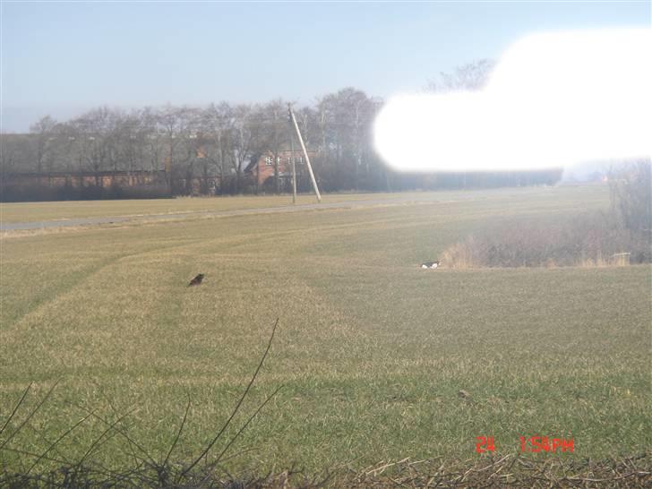 Huskat Mille (død 2006) - på jagt efter naboens kat. billede 9