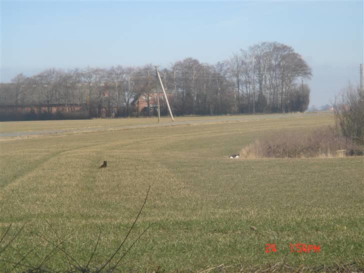 Huskat Mille (død 2006) - på jagt efter naboens kat. billede 10