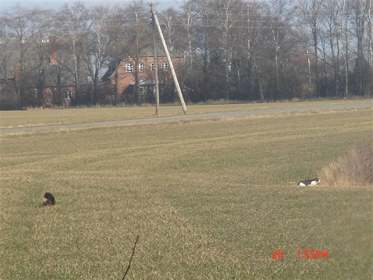 Huskat Mille (død 2006) - på jagt efter naboens kat. billede 11