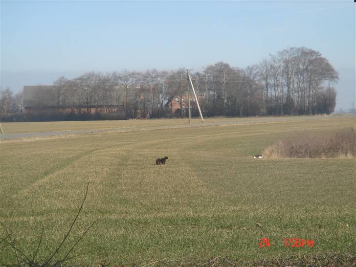 Huskat Mille (død 2006) - på jagt efter naboens kat. billede 12