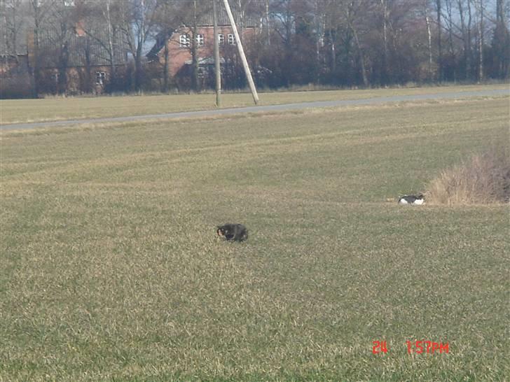 Huskat Mille (død 2006) - på jagt efter naboens kat. billede 13