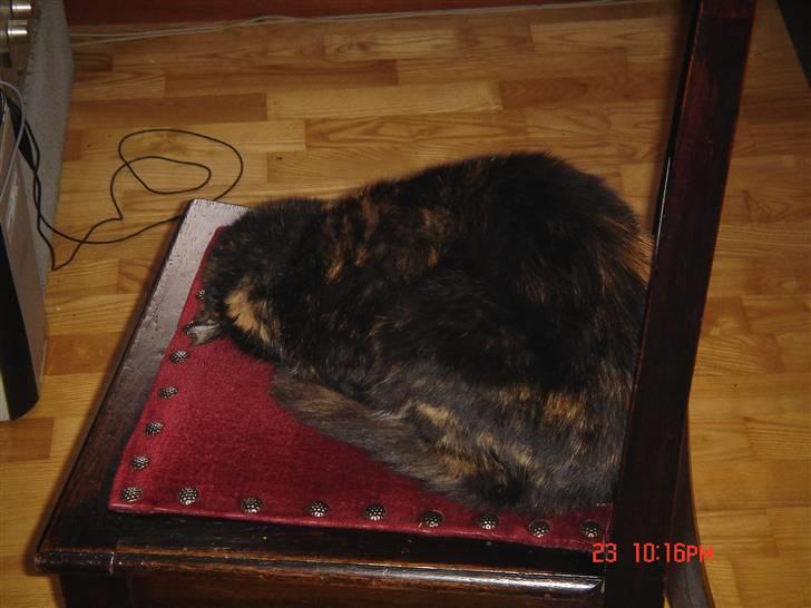 Huskat Mille (død 2006) - træt efter dagens jagt billede 14