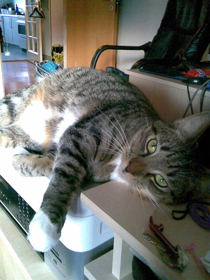 Huskat Neko (død) billede 12