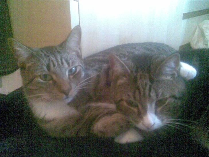 Huskat Neko (død) billede 13