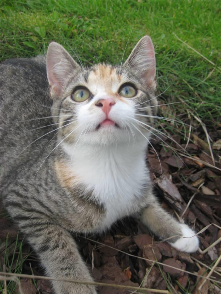 Huskat Kiwi | R.I.P 3-6-09 billede 1