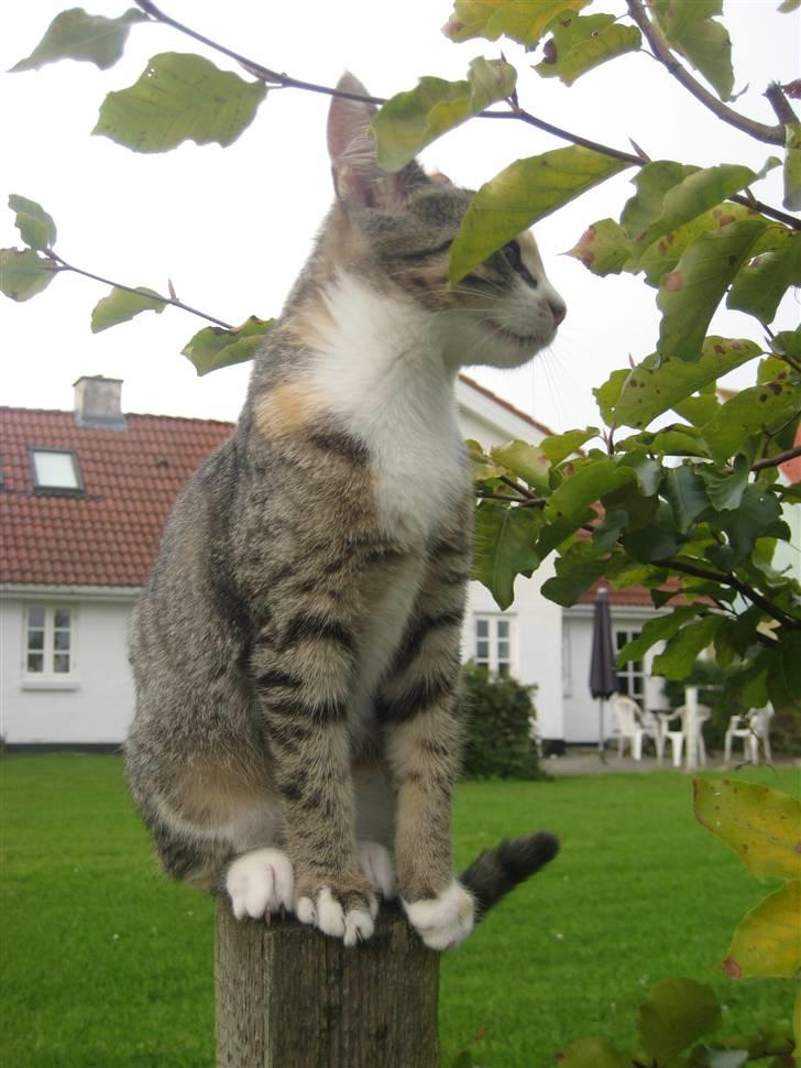 Huskat Kiwi | R.I.P 3-6-09 billede 2