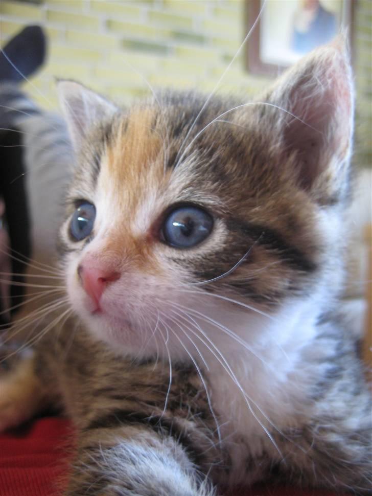 Huskat Kiwi | R.I.P 3-6-09 billede 3