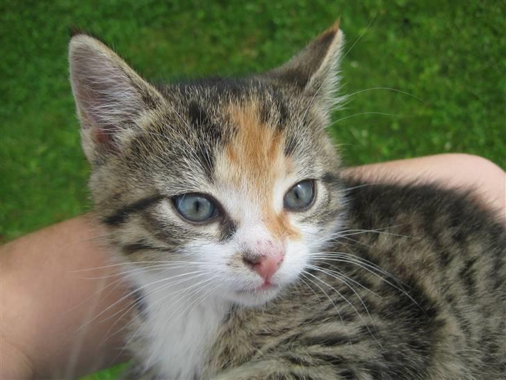 Huskat Kiwi | R.I.P 3-6-09 billede 4