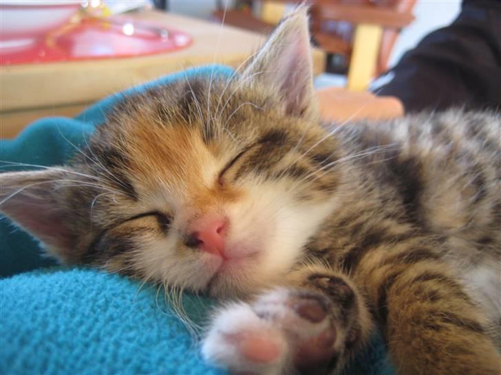 Huskat Kiwi | R.I.P 3-6-09 billede 5