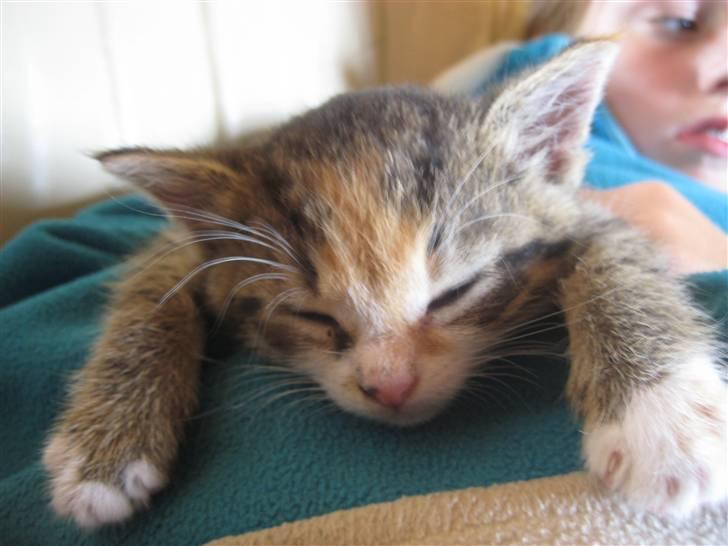 Huskat Kiwi | R.I.P 3-6-09 billede 6