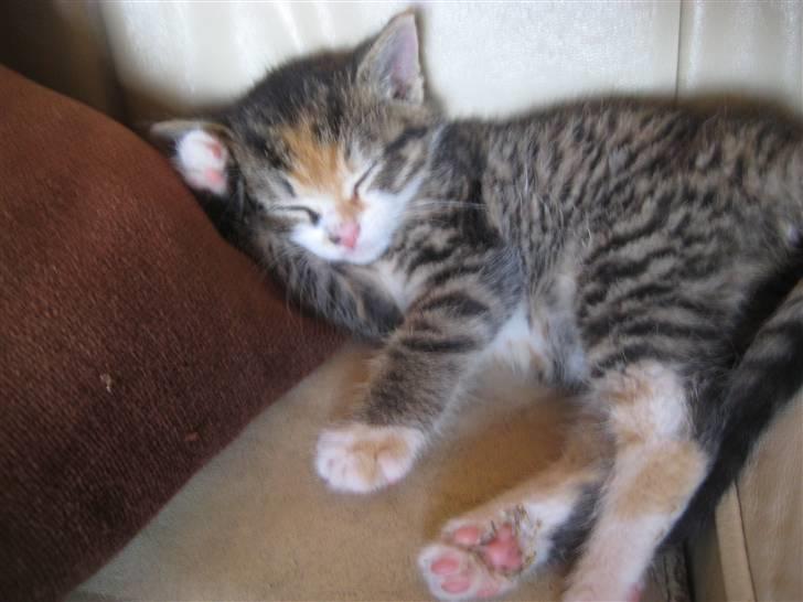 Huskat Kiwi | R.I.P 3-6-09 billede 7