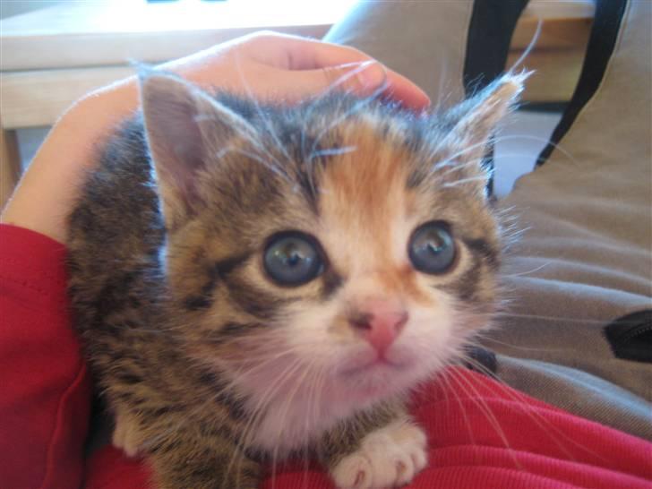 Huskat Kiwi | R.I.P 3-6-09 billede 8