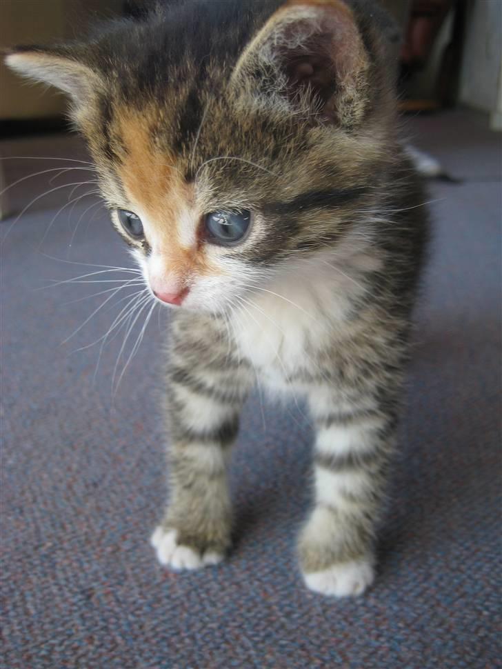 Huskat Kiwi | R.I.P 3-6-09 billede 9