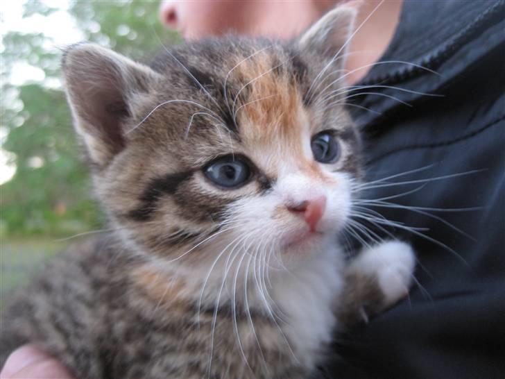 Huskat Kiwi | R.I.P 3-6-09 billede 10