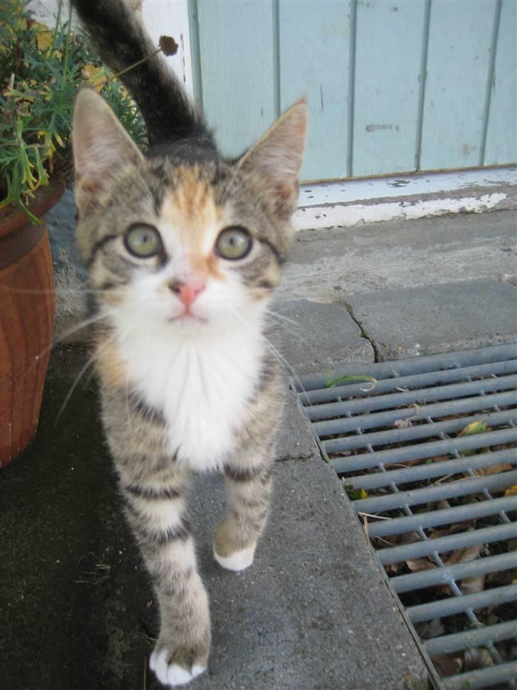 Huskat Kiwi | R.I.P 3-6-09 billede 11