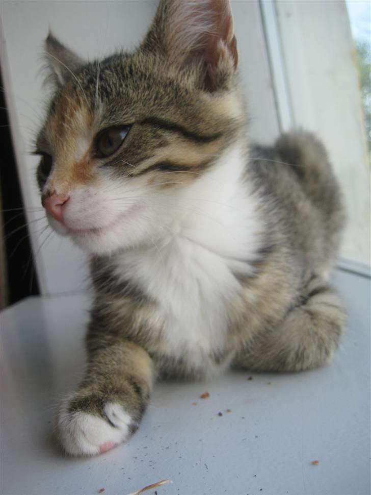 Huskat Kiwi | R.I.P 3-6-09 billede 12