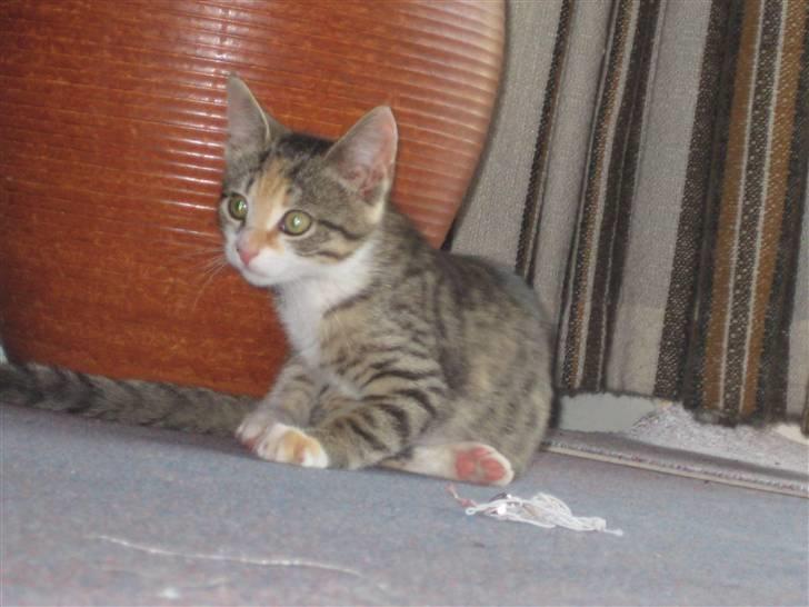 Huskat Kiwi | R.I.P 3-6-09 billede 13