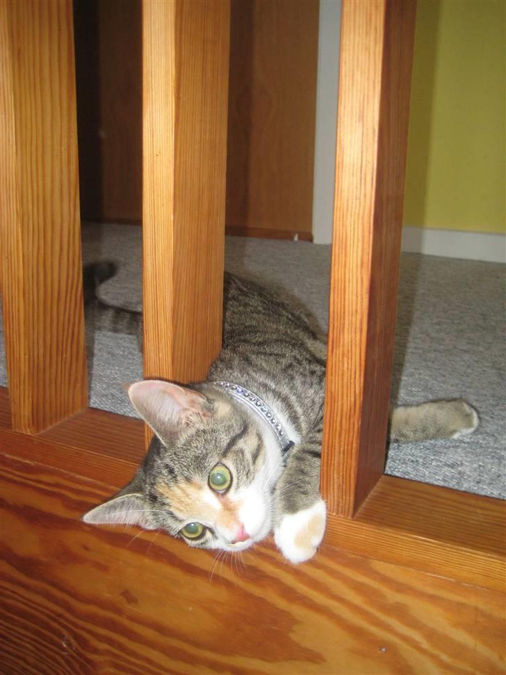 Huskat Kiwi | R.I.P 3-6-09 billede 14