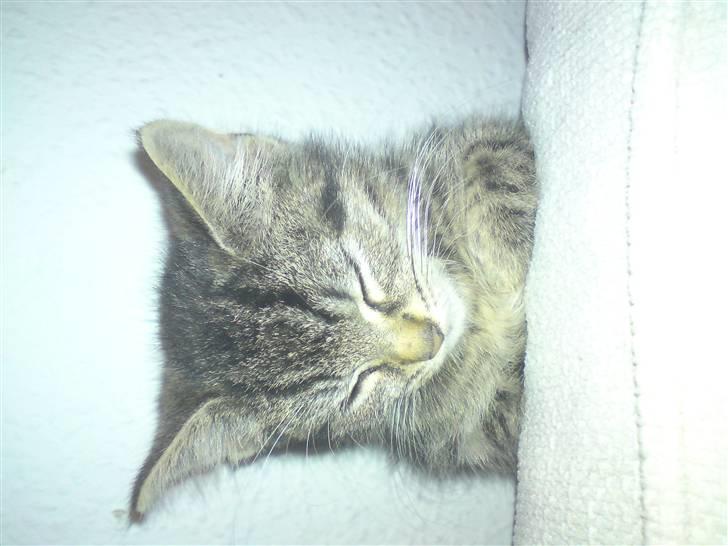 Blanding af racer Mars billede 1