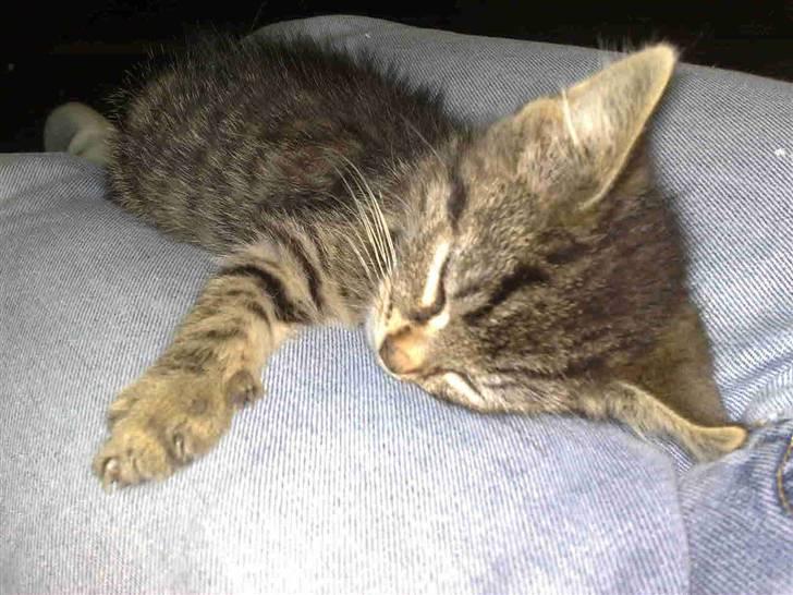 Blanding af racer Mars billede 2