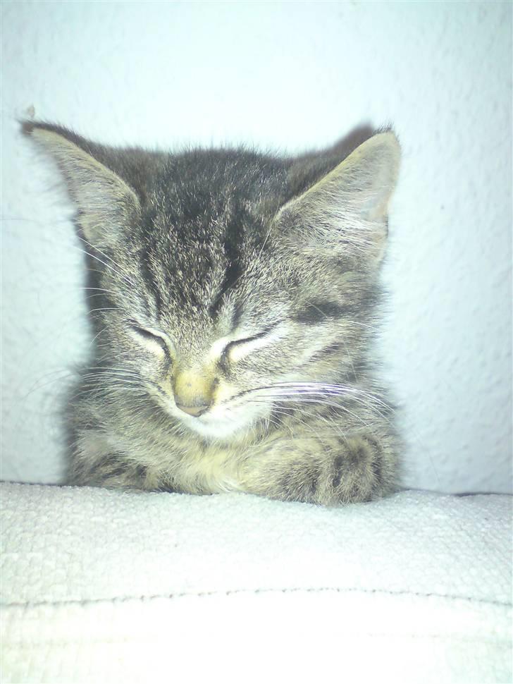 Blanding af racer Mars billede 3