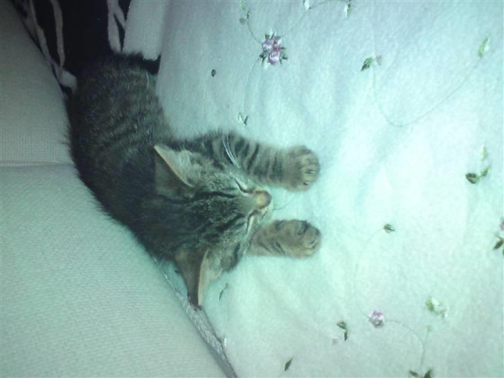 Blanding af racer Mars billede 4