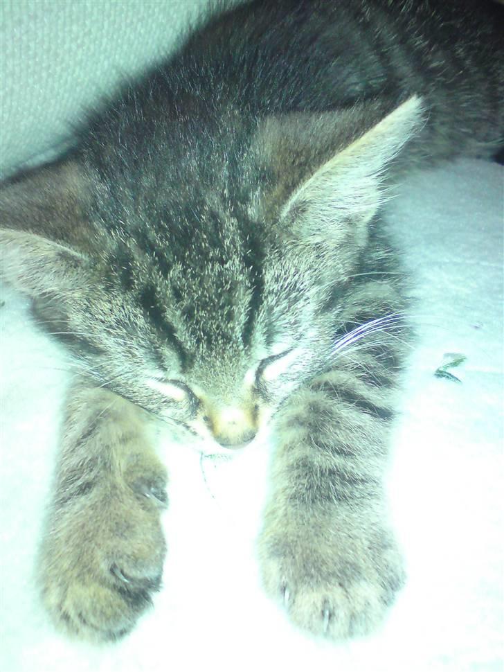 Blanding af racer Mars billede 5