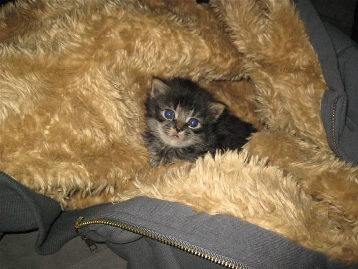 Blanding af racer Lille Miv billede 7