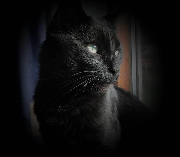 Blanding af racer Beppo - Hvil i fred min elskede skat! Savner dig. I hjertet gemt men aldrig glemt <3 billede 1