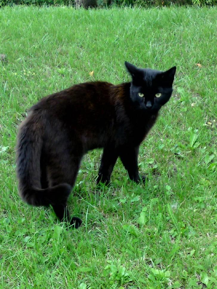 Blanding af racer Beppo - så fantastisk smuk! billede 2