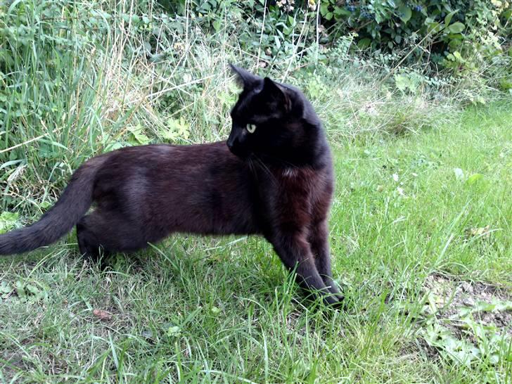 Blanding af racer Beppo billede 3