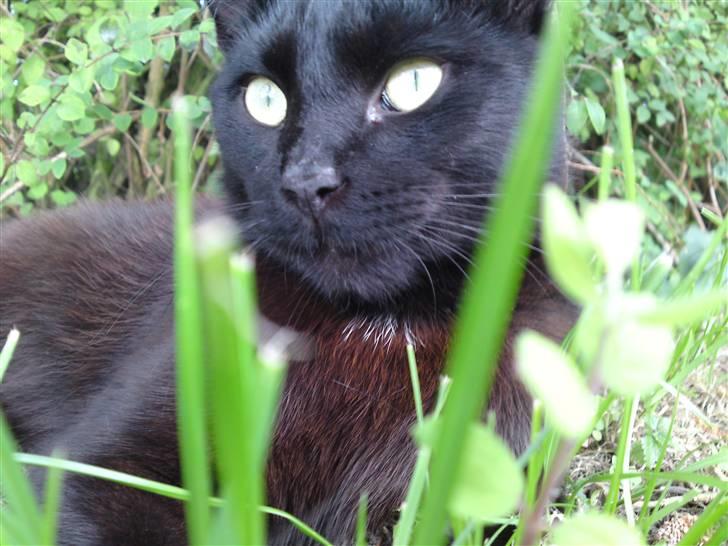 Blanding af racer Beppo billede 4