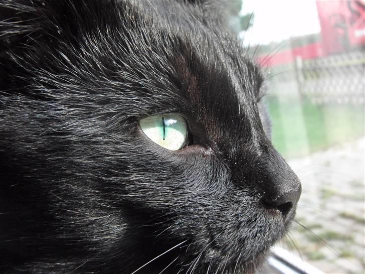 Blanding af racer Beppo billede 5