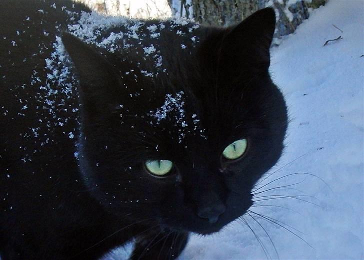 Blanding af racer Beppo billede 6