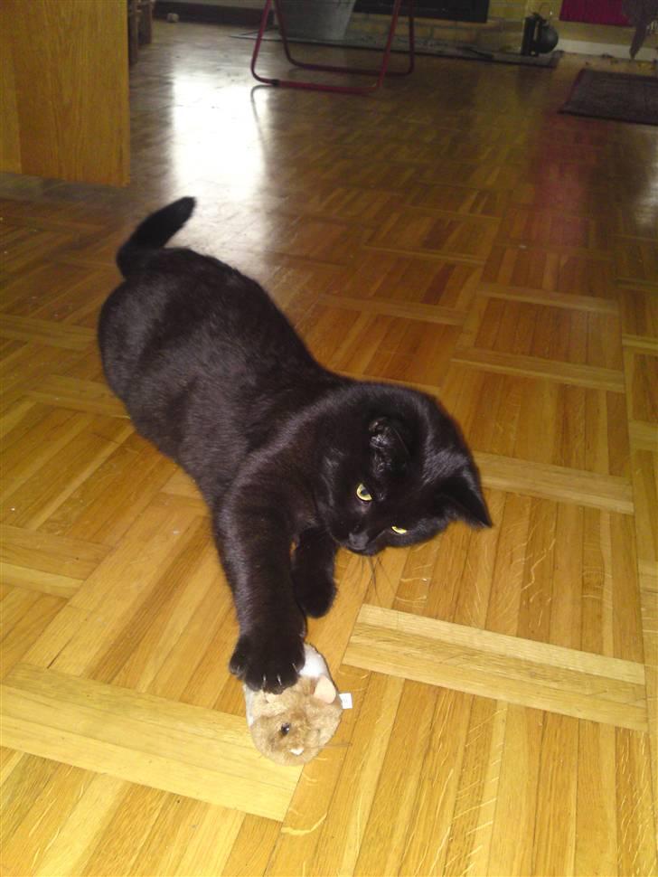 Blanding af racer Beppo billede 7